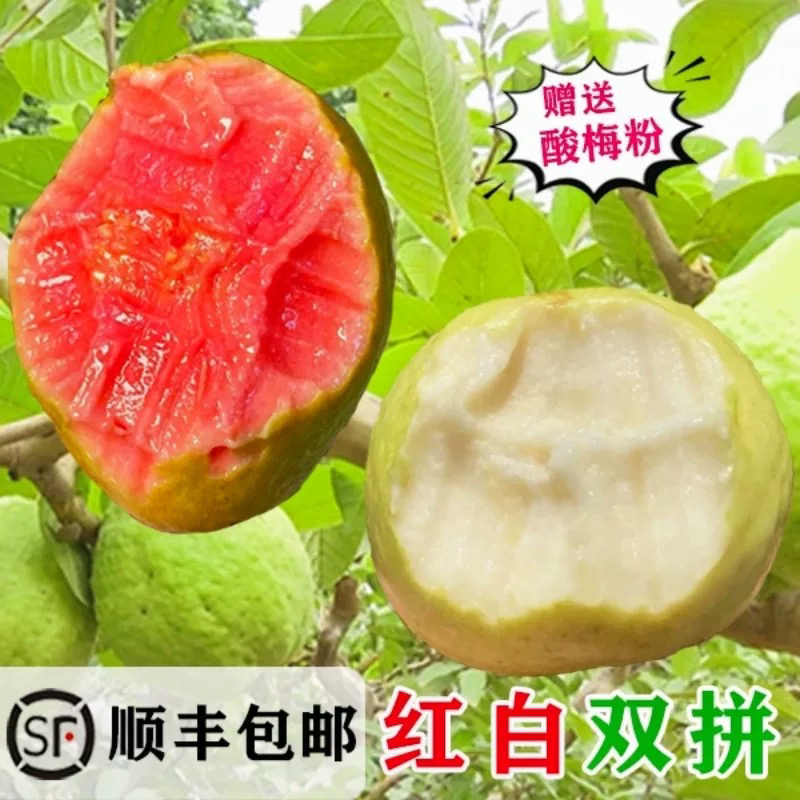 《小军严选》红白双拼芭乐 8-12粒装净4.5左右 （存放后食用）