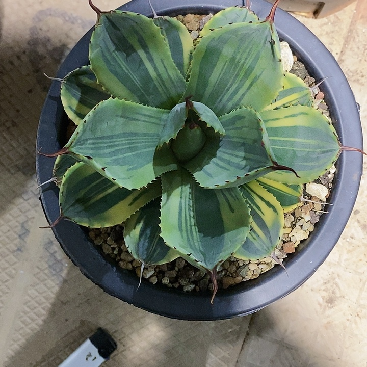 多肉植物龙蛇兰植物