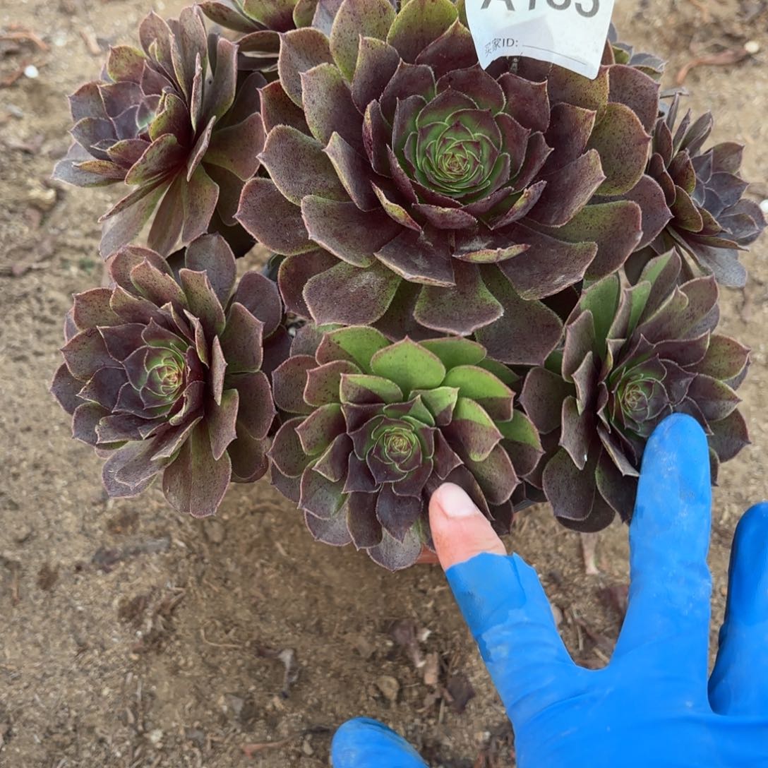 黑魔多肉断枝不包185