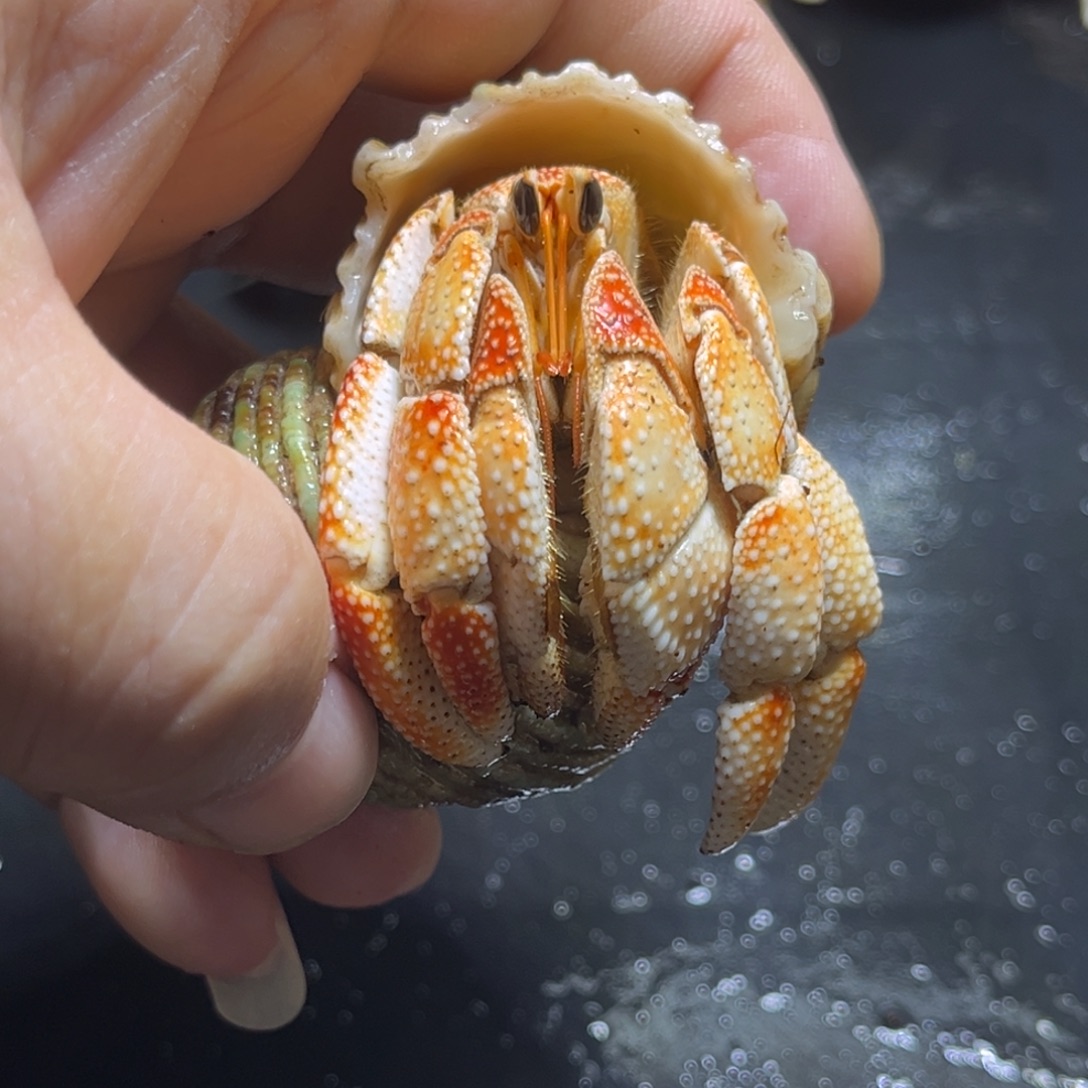 闪16号毛球2.8口径