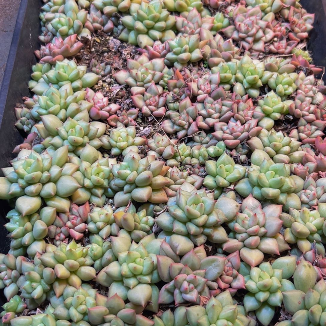 067；点点滴滴纯纯粹粹vv