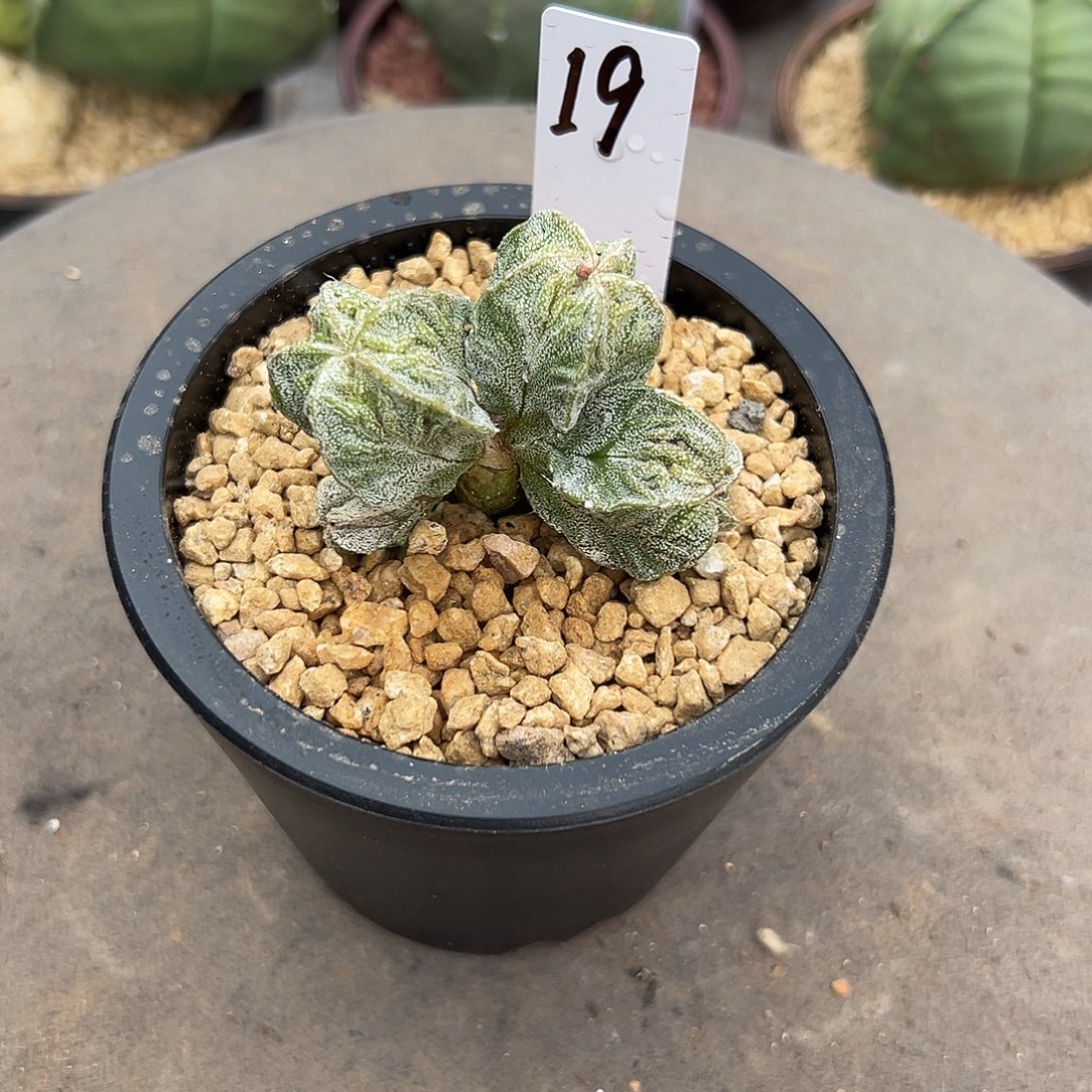 就****实生根核桃群带盆土