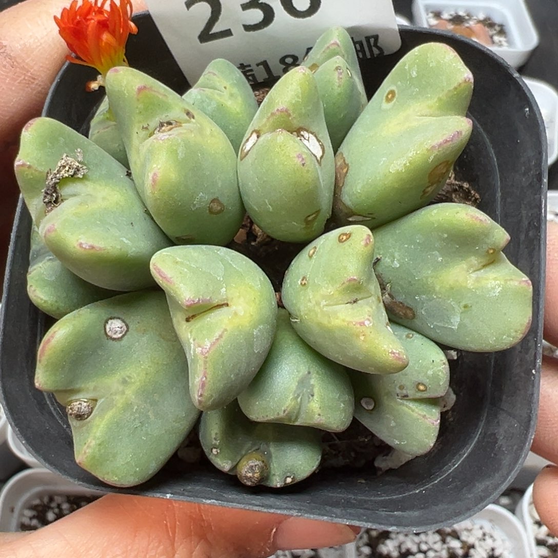 【闪购商品】236。     