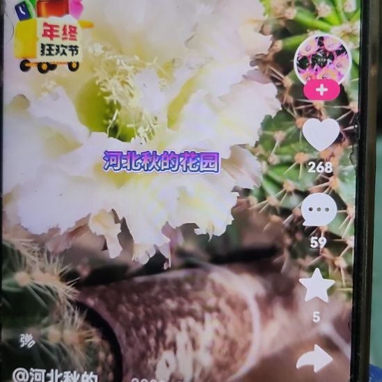 仙人球卷边可可侧芽