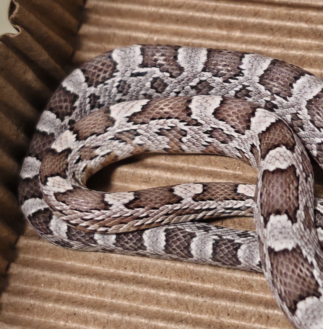 炭黑 公 包邮包活包健康开食