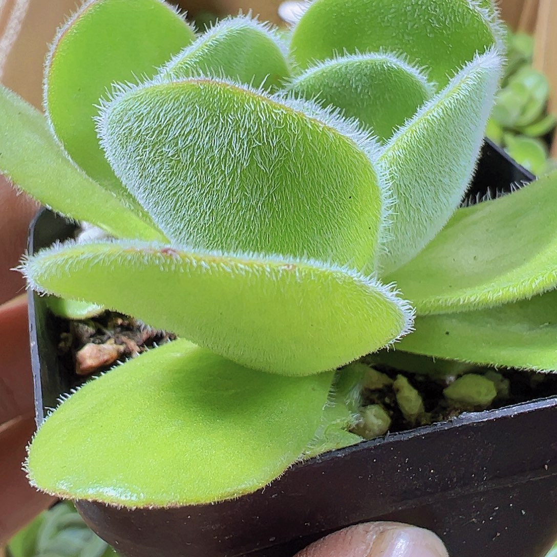 月晕19包邮多肉植物