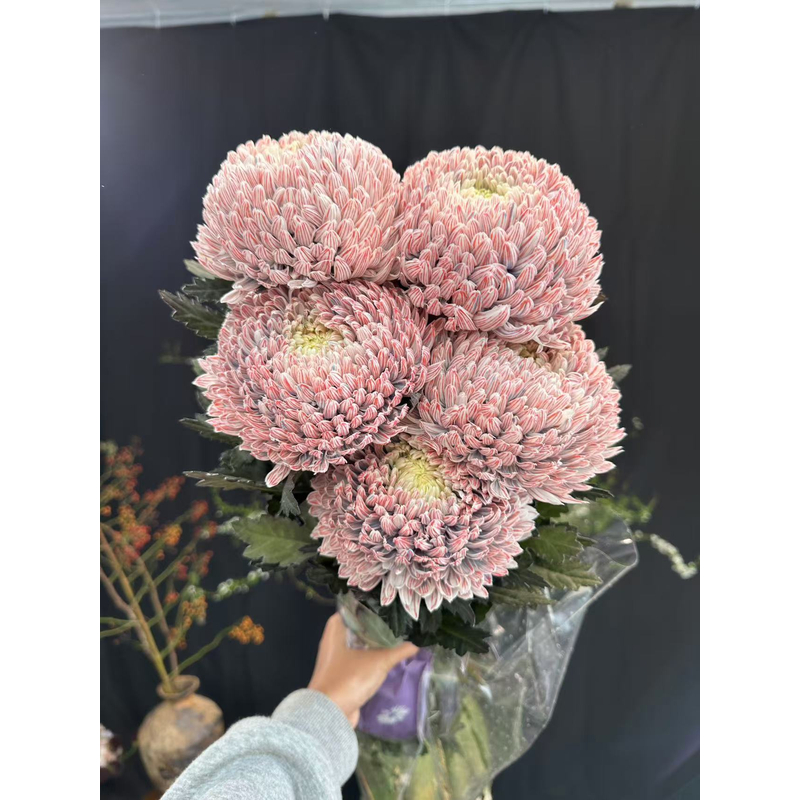 【牡丹大菊链接】云南产地直发 | 新鲜采摘