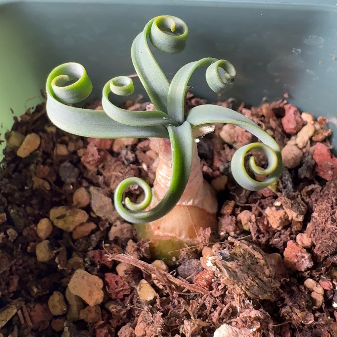 vredendal蚊香弹簧草一个