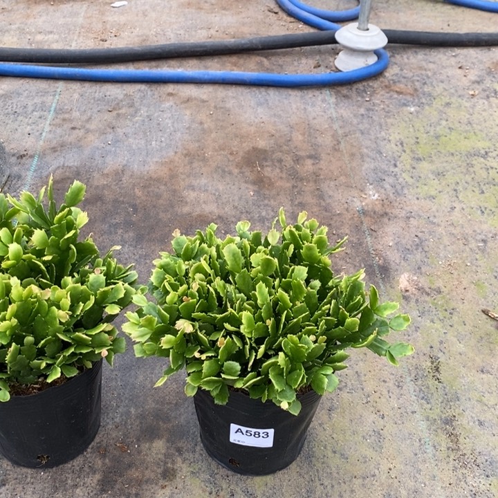 当前无花栽培后可以开花583自根028