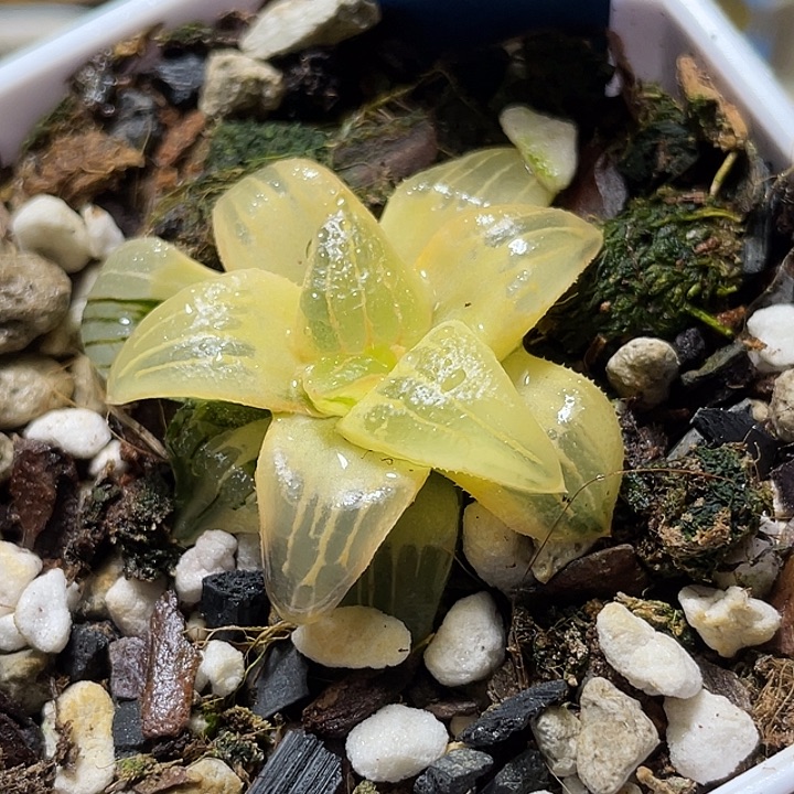 681糊斑红纹寿锦福利