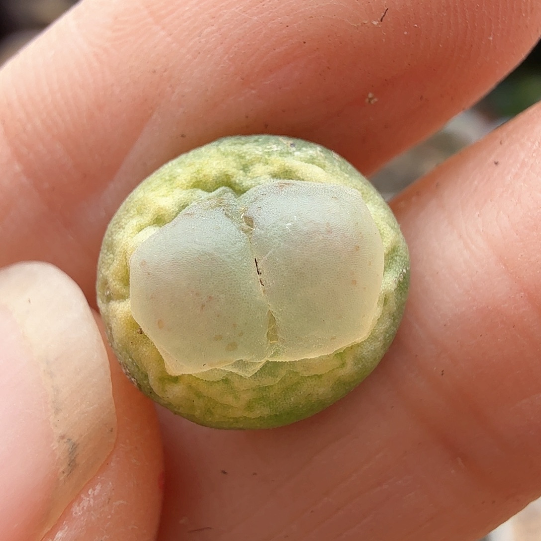 1.16.7/嘟嘟唇大窗紫皮拉登1.0厘米