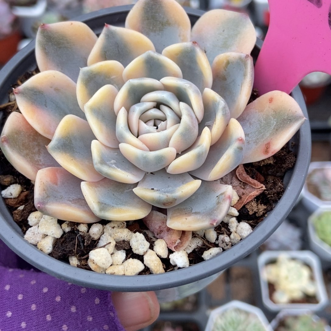 120汉堡锦多肉植物