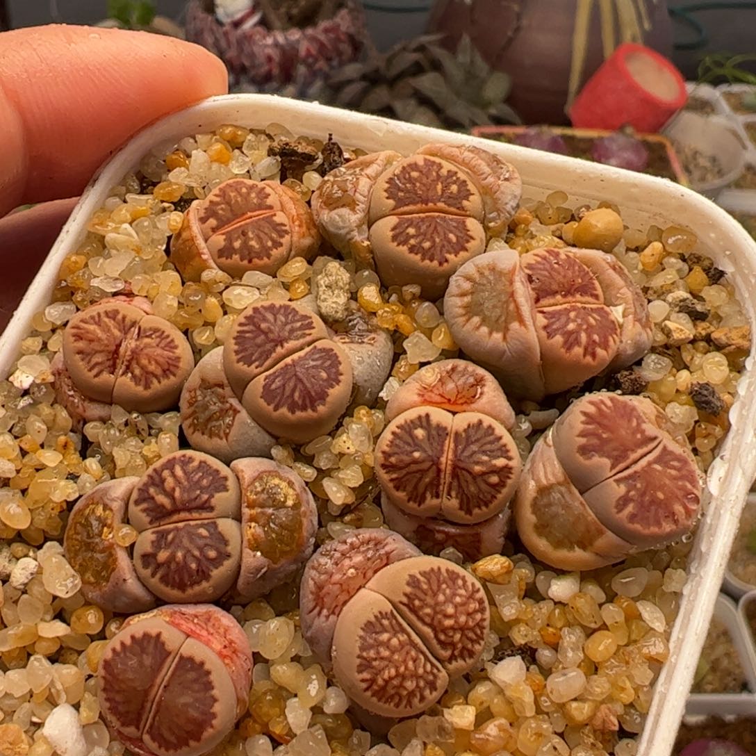 一组10棵带盆多肉植物