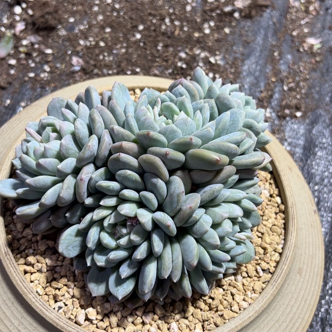 多肉植物一物一拍