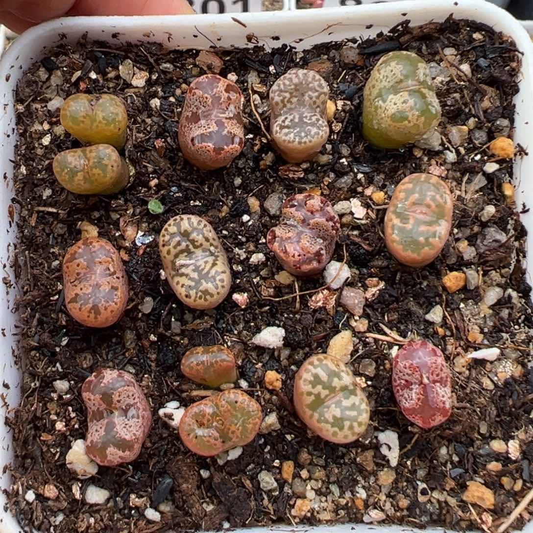 1.20好看的多肉885