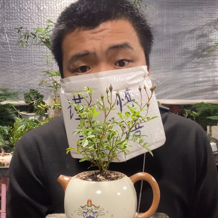 以实际为准盆景绿植盆栽51