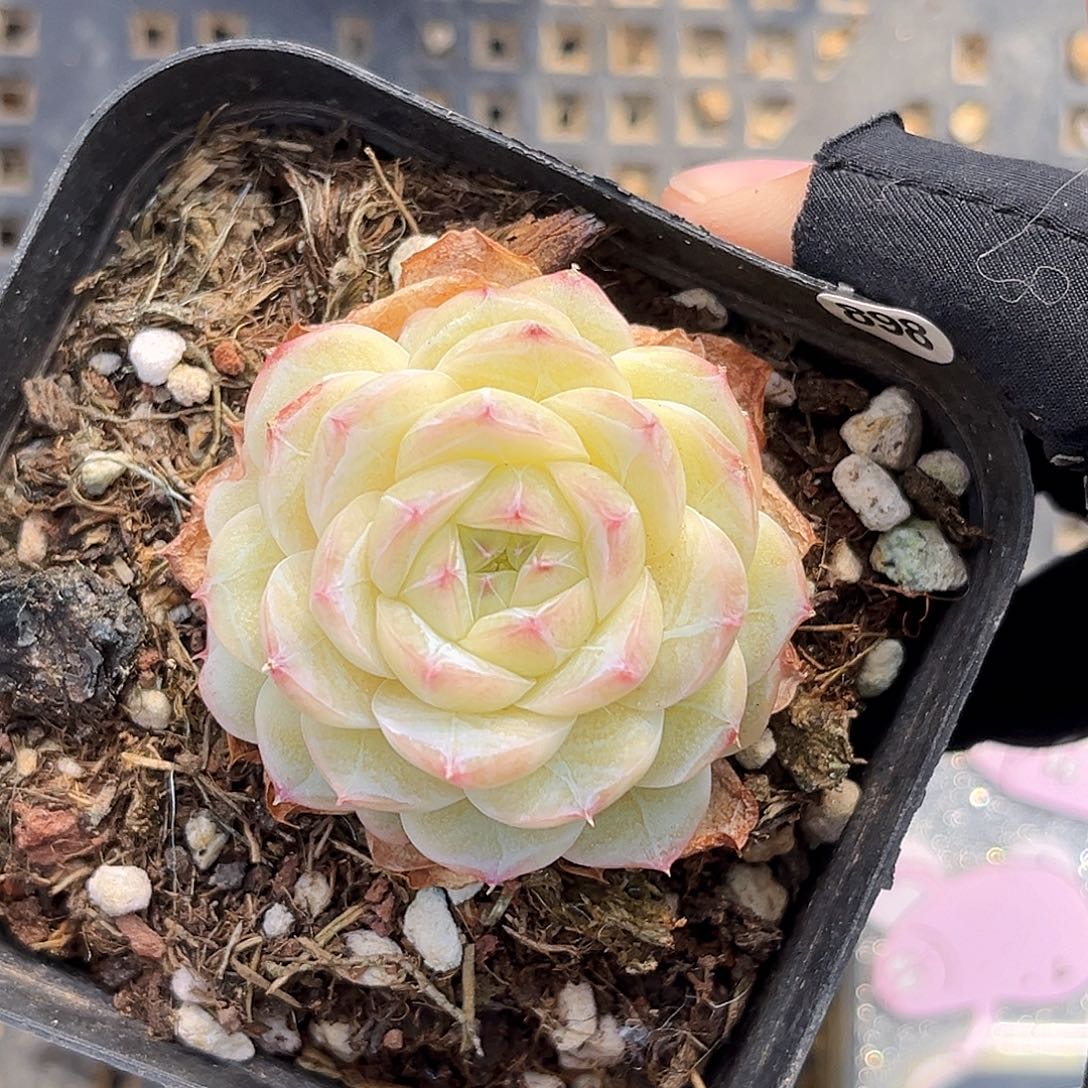 898  羽刹珍妮多肉18包邮