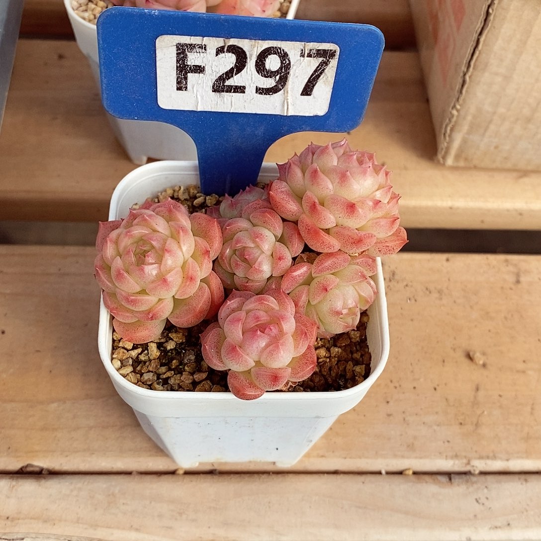 小*稻花7cm不包整群