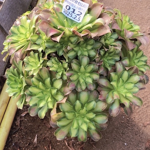 2.5-12韶华多肉植物