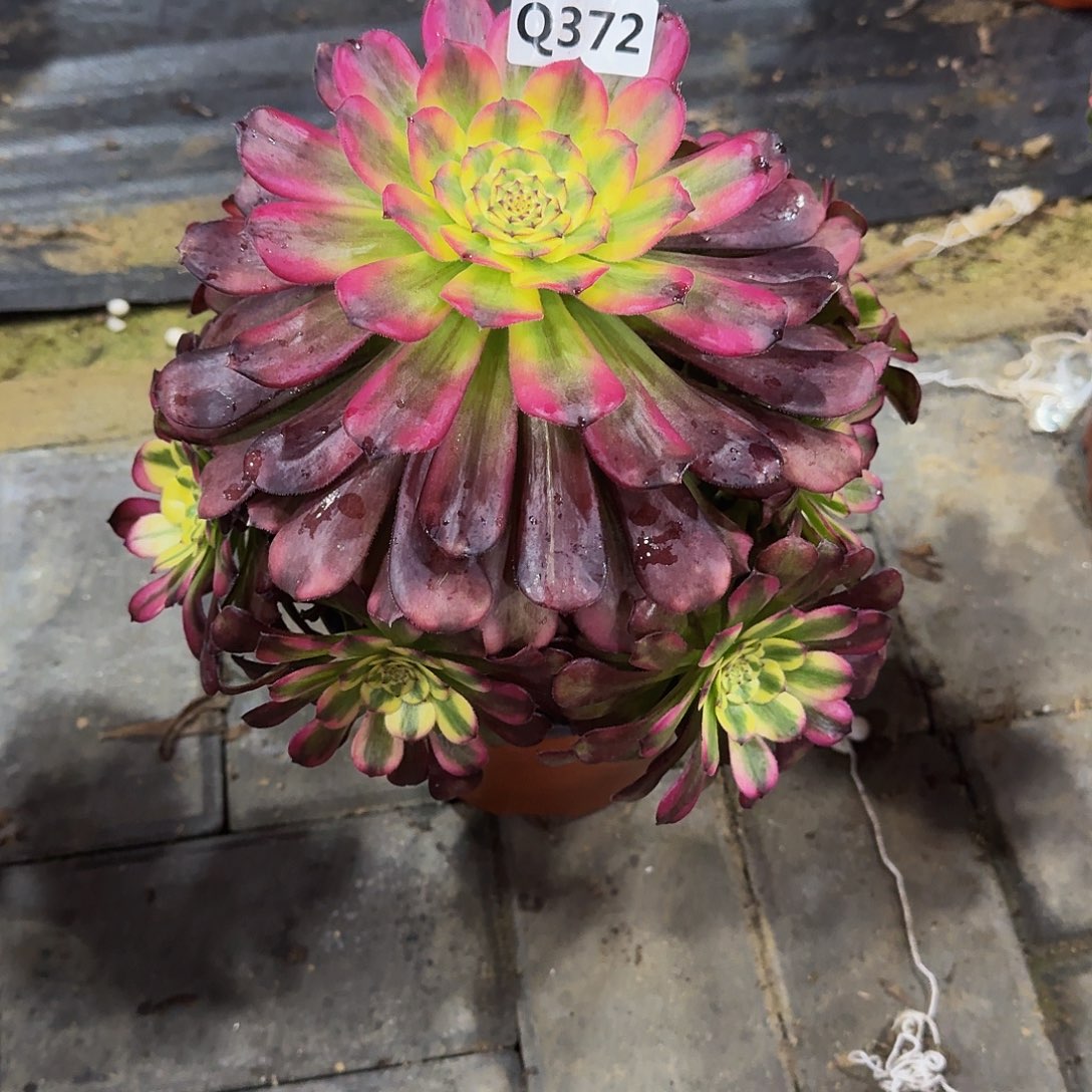 372舞天姬33冠服22左右