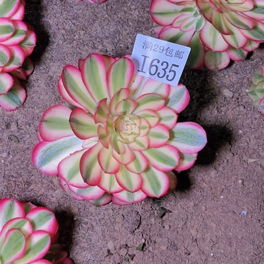 638倾城多肉植物