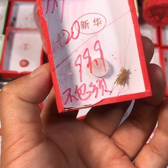 北***光蟋蟀333333333333333333