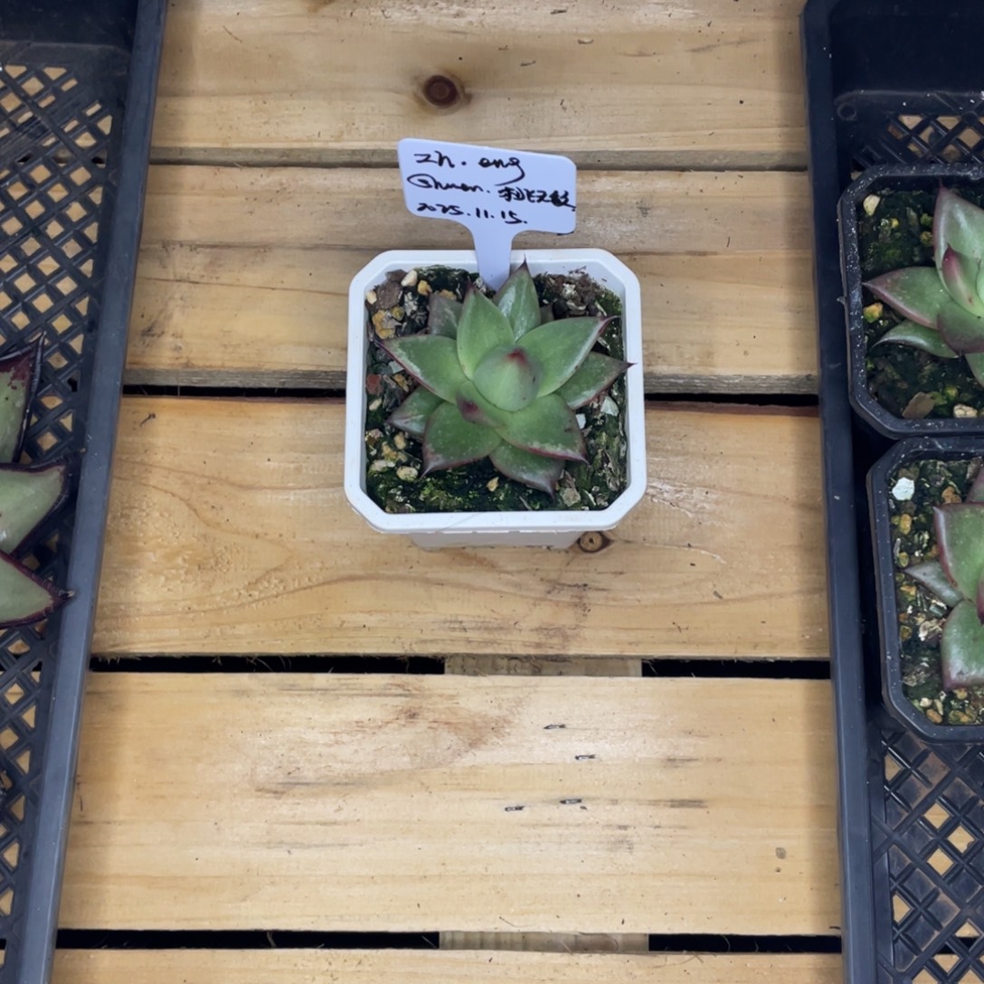 Z***g多肉植物，山人园艺