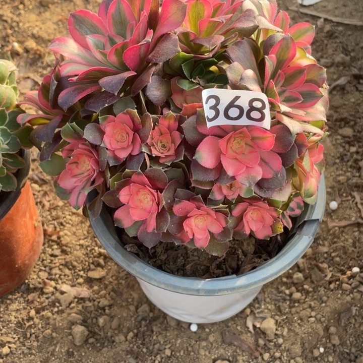 依***）无花朵368香妃多肉植物