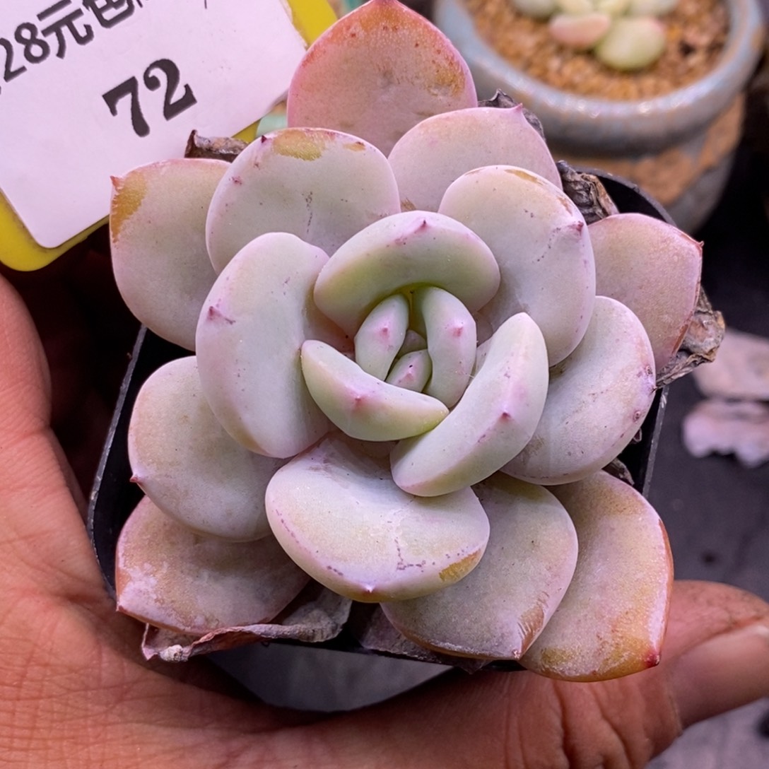 172精控奶茶多肉………………