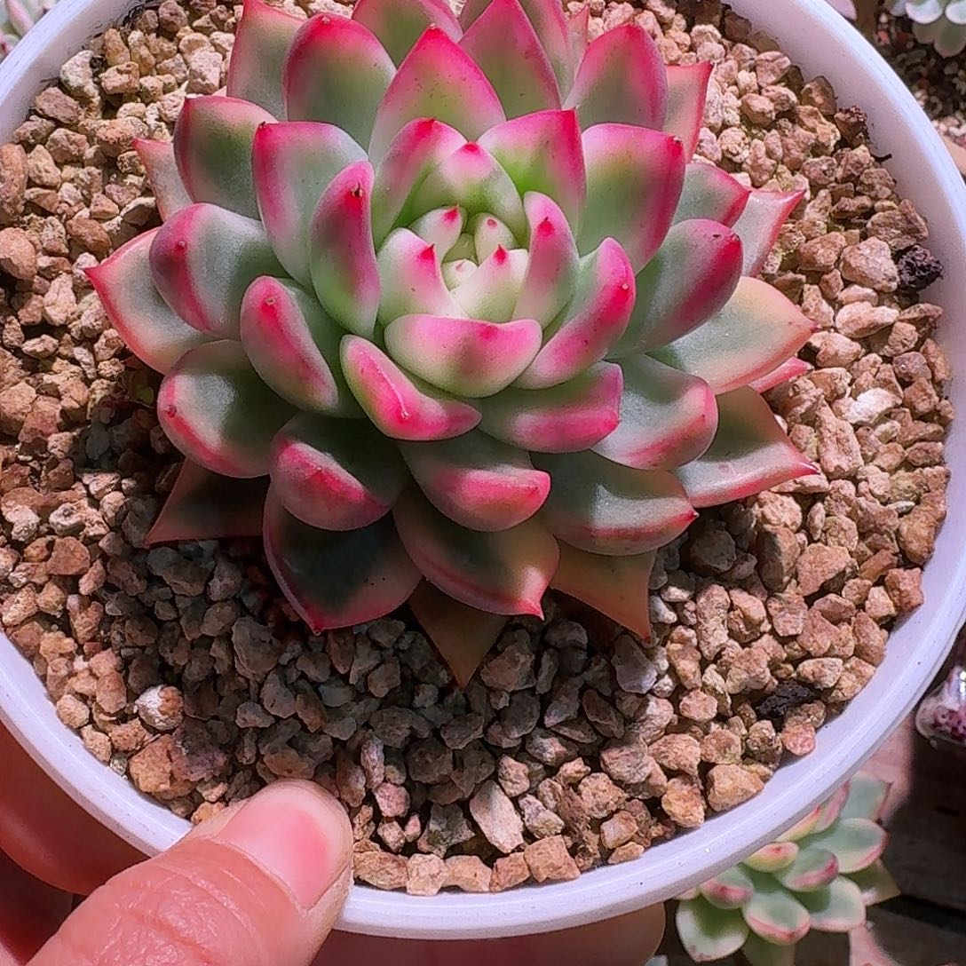 卡利斯托锦多肉多肉多肉