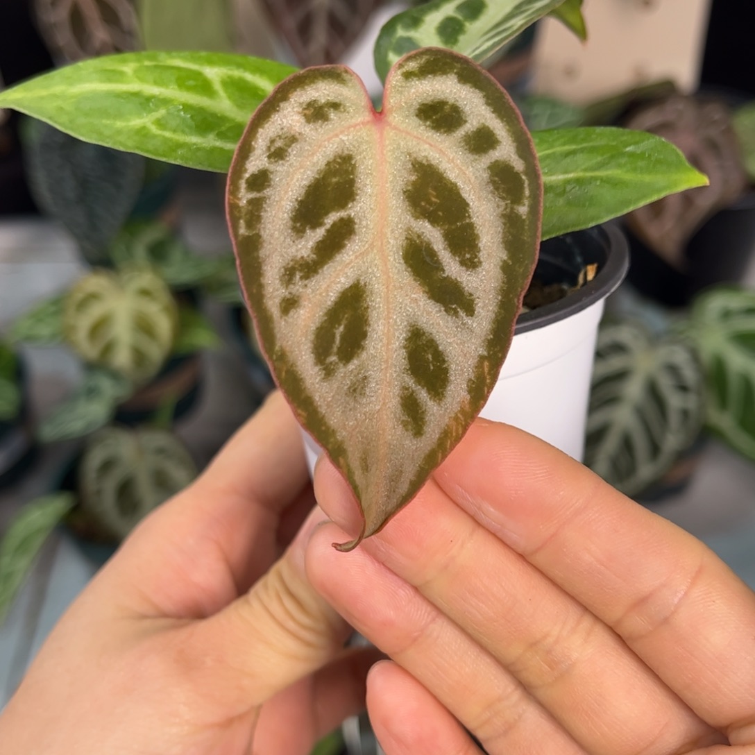 无花朵010 粉红银红