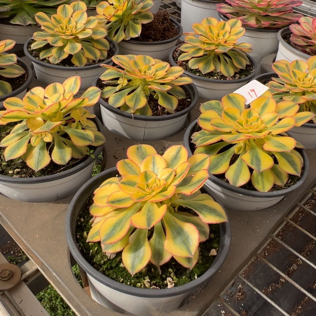 19太阳神捧花一颗20多肉