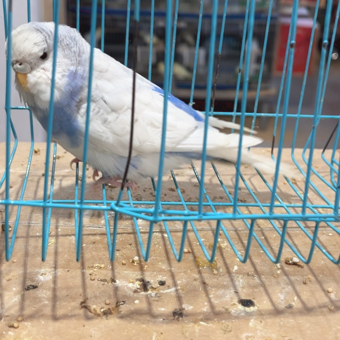 虎皮鹦鹉我的小姐姐