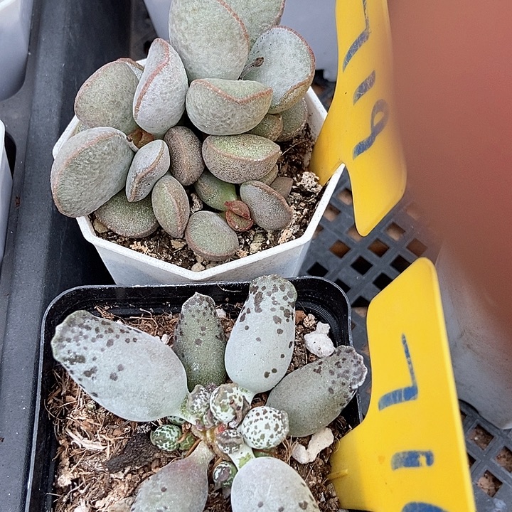 多肉植物水泡719 716多肉