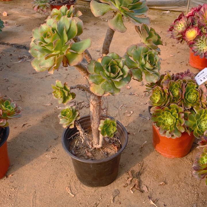 139绿玫瑰法师多肉断枝不售后