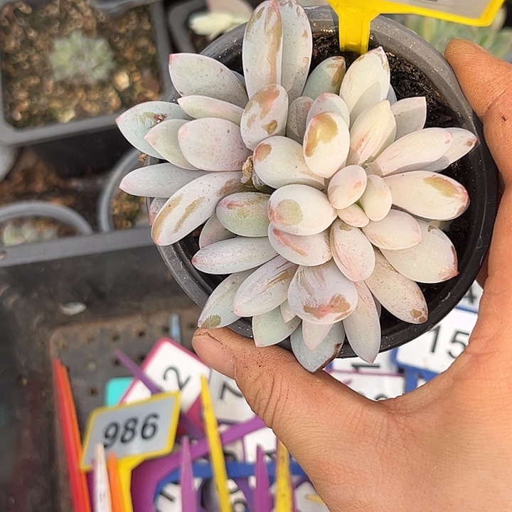 多肉植物橙龙群964