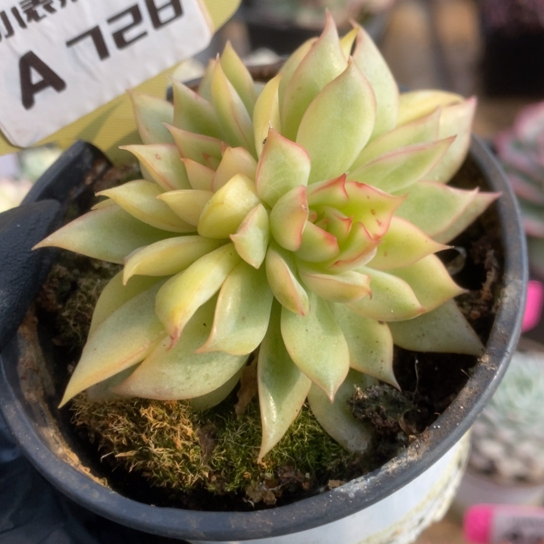 728宝莲灯锦锦锦锦锦