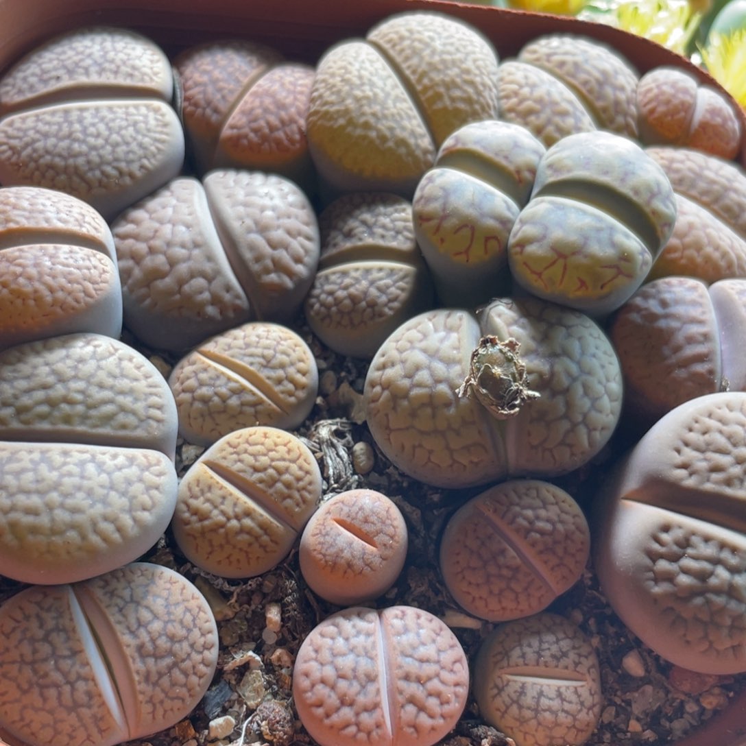 大盆母本只有一盆