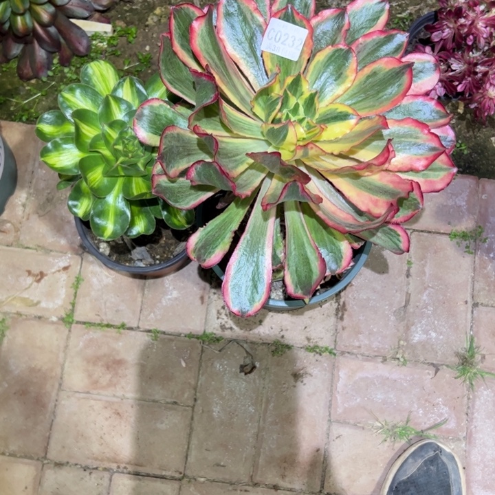 232魅影暴君多肉植物