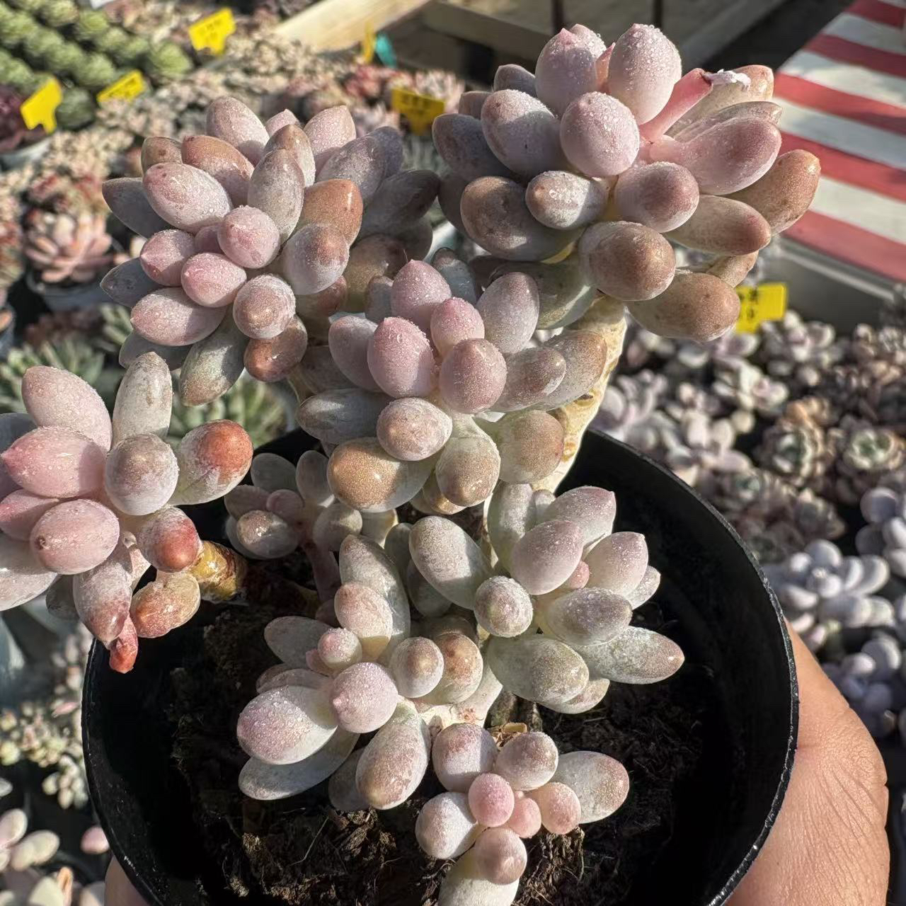 【全疆包邮】婴儿手指（整桩7cm冠幅）