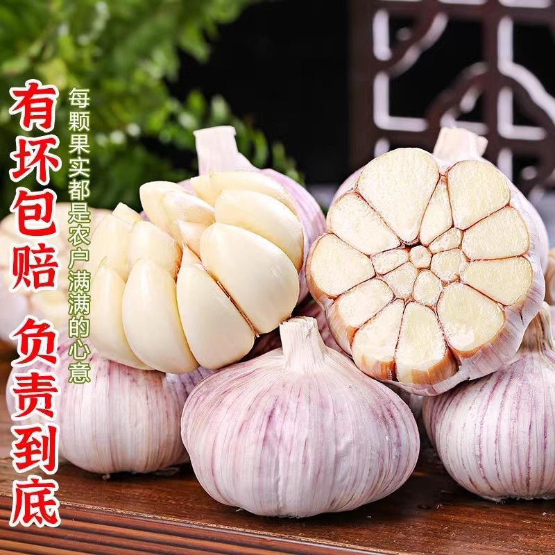 正宗紫皮大蒜头可腌制新鲜好吃的干蒜