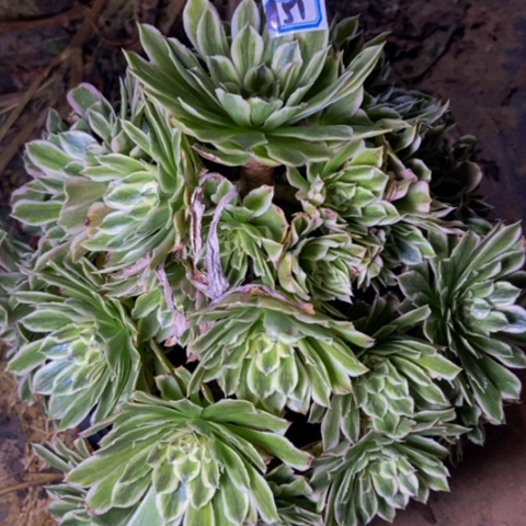 碧浪多肉植物51多肉不包断