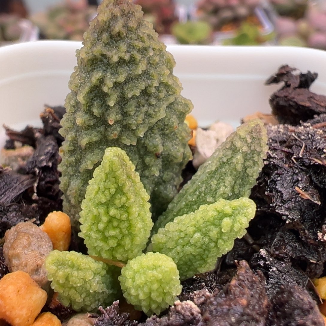 实生新品大苗多肉植物