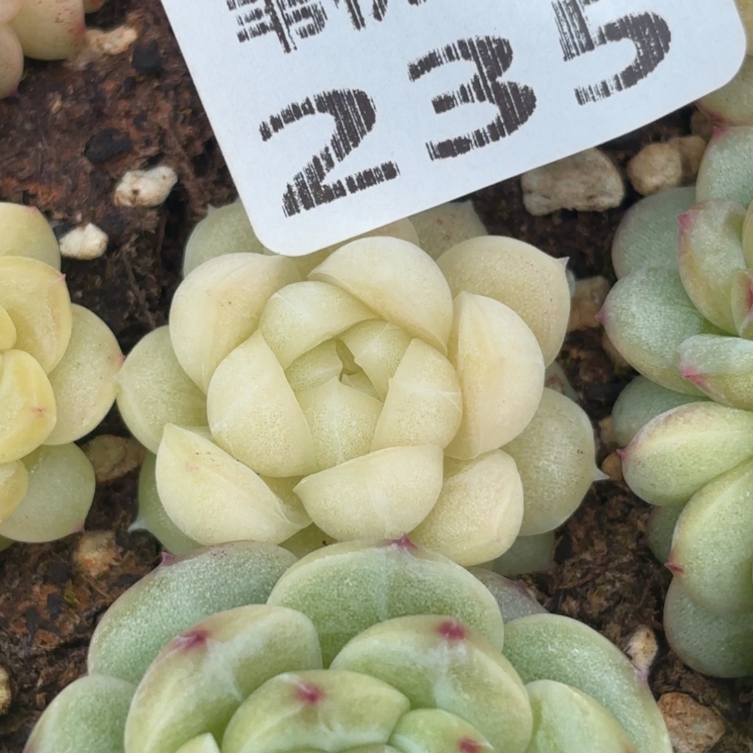 235跟一起看世界末日一起