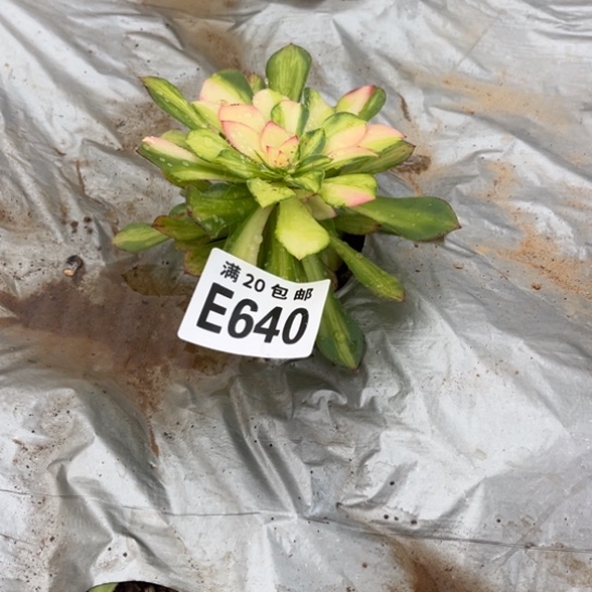 王***姐640知否不包断枝法师