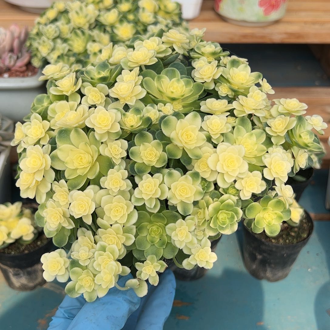 猫眼玫瑰全锦大盆