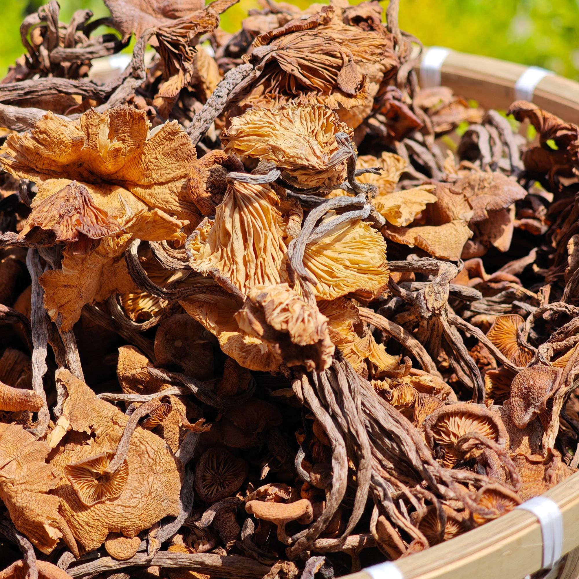 【助农代卖】大巴山青冈菌农家自晒{九月香}