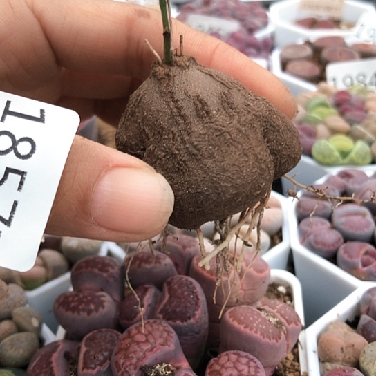 1857，象足龟甲龙4.1厘米