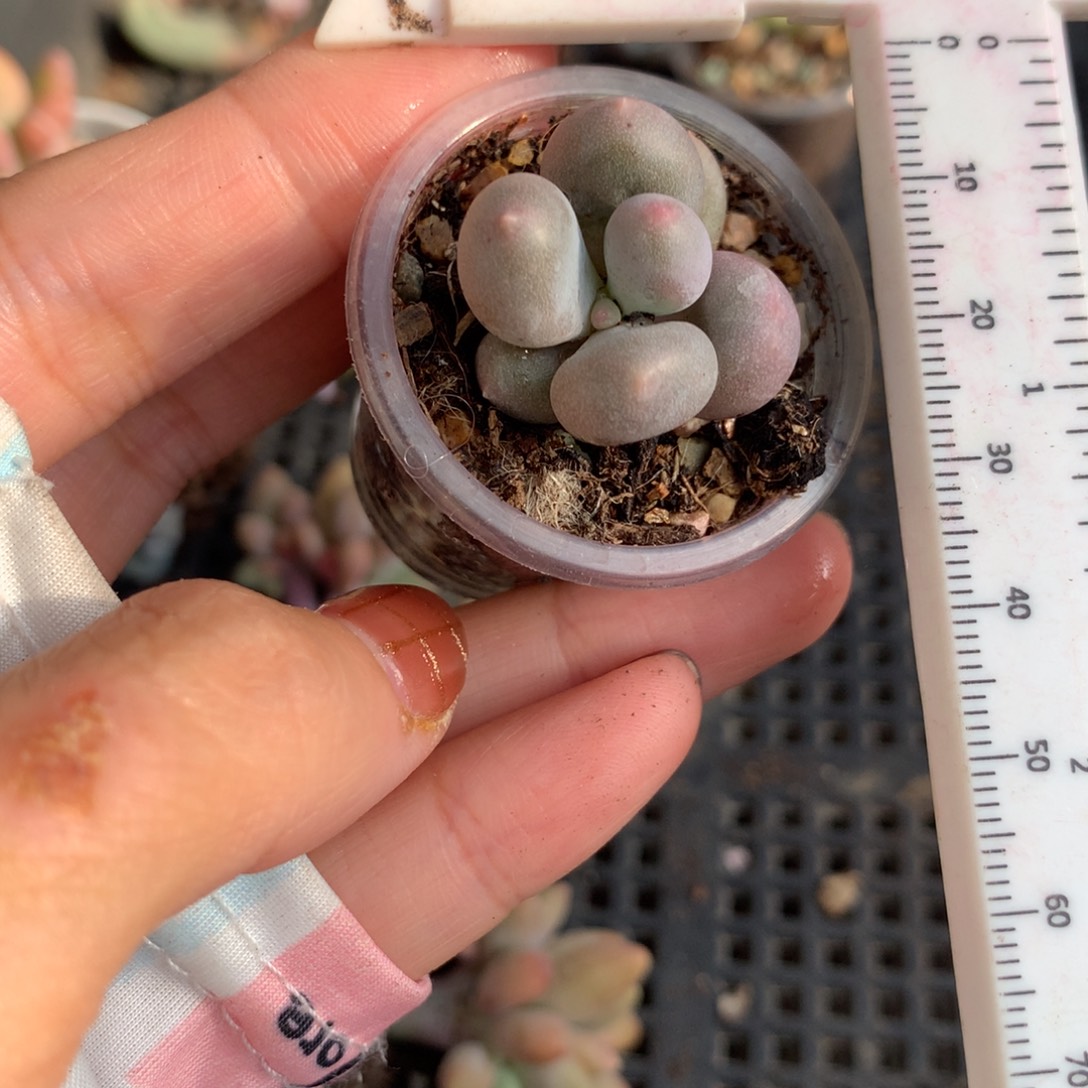 米可奶，不满28发一片叶，到付