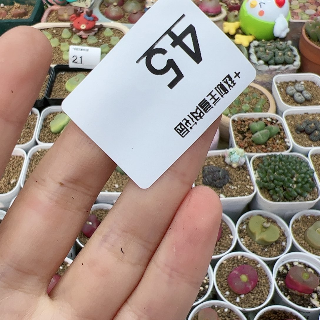 【闪购商品】琳**宝45 脱土